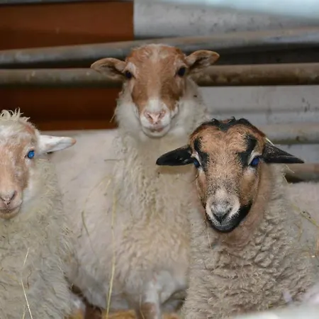 بيت ضيافة أبارت-بنسيون فيسينأورهوف فوشل ام سي